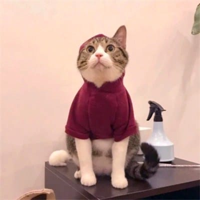 Dingdong Dantes avatar